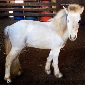 MISSING EQUINE TINKERBELLS LITTLE JACK SPARROW, Near raymore, MO, 64083